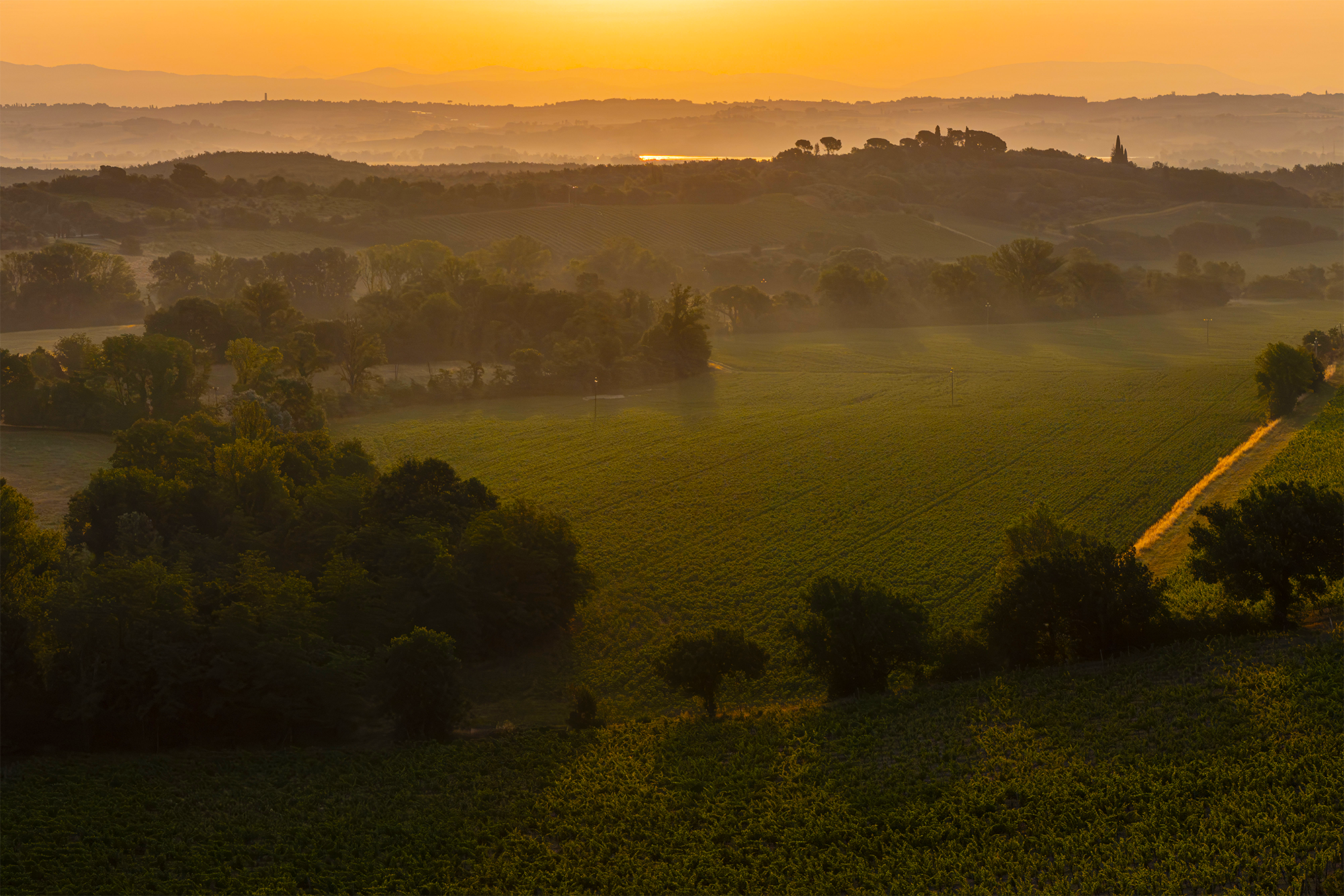 Nel ritmo della vigna: l'autunno toscano secondo Carpineto
